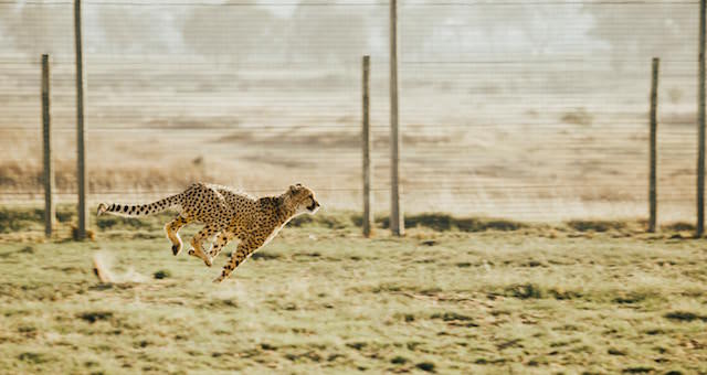 Gepard jagt über eine Grasfläche